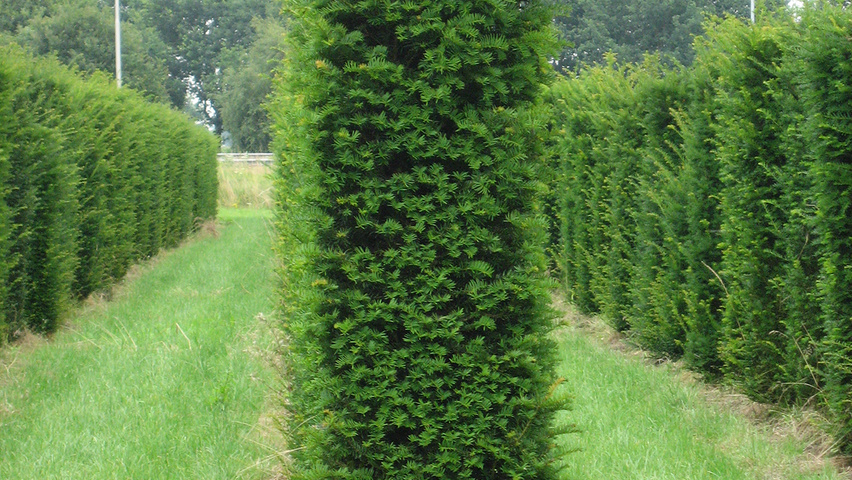 Taxus baccata Säule