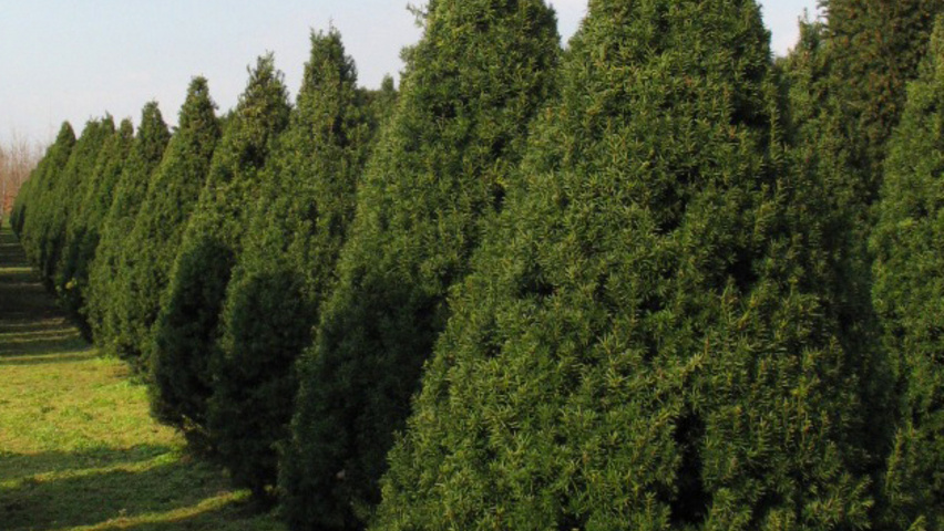 Taxus baccata Kegel