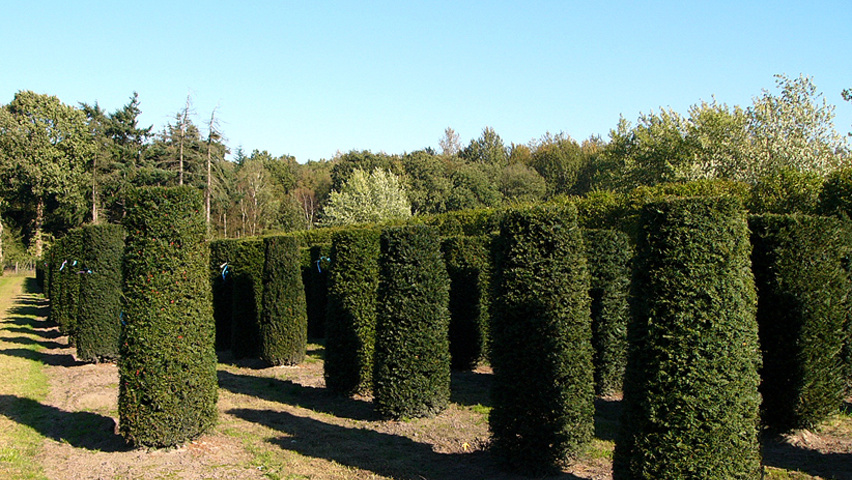 Taxus baccata Zylinder