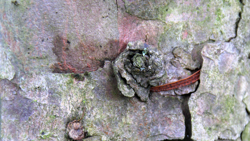 Taxus baccata 'Dovastoniana' Rinden