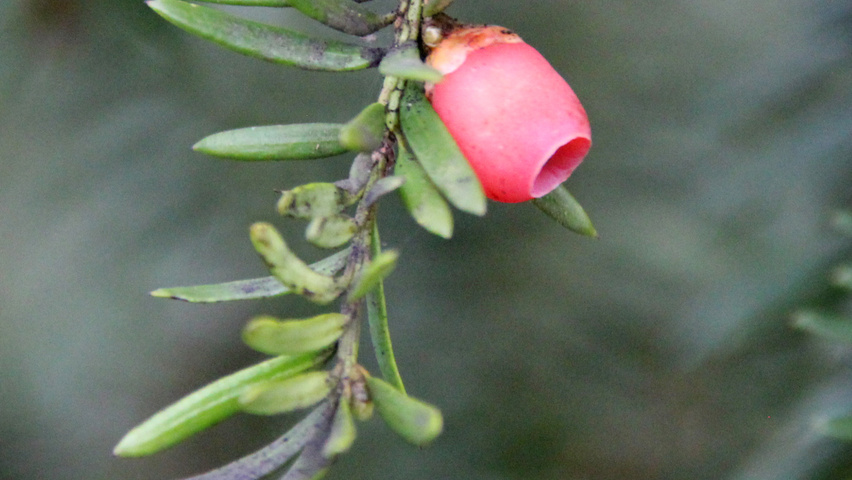 Taxus baccata 'Dovastoniana' Frucht