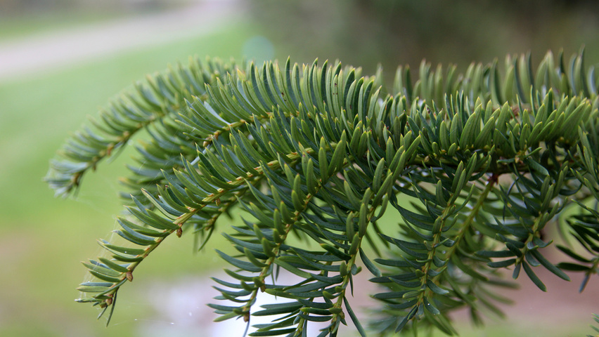 Taxus baccata 'Dovastoniana' Blatt