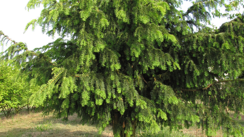 Taxus baccata 'Dovastoniana' mehrstämmige Schirmform
