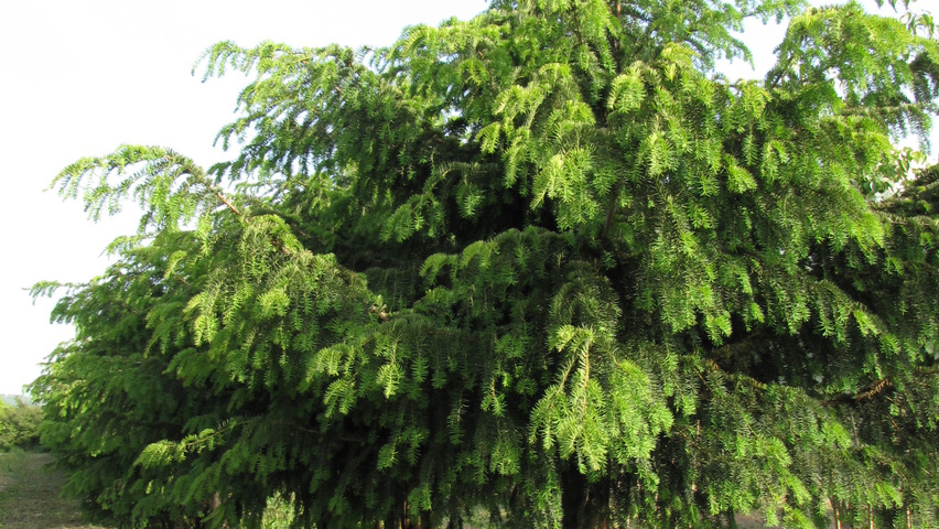 Taxus baccata 'Dovastoniana' mehrstämmige Schirmform