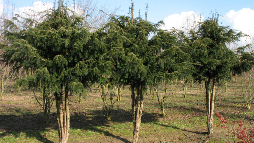 Taxus baccata 'Dovastoniana' mehrstämmige Schirmform