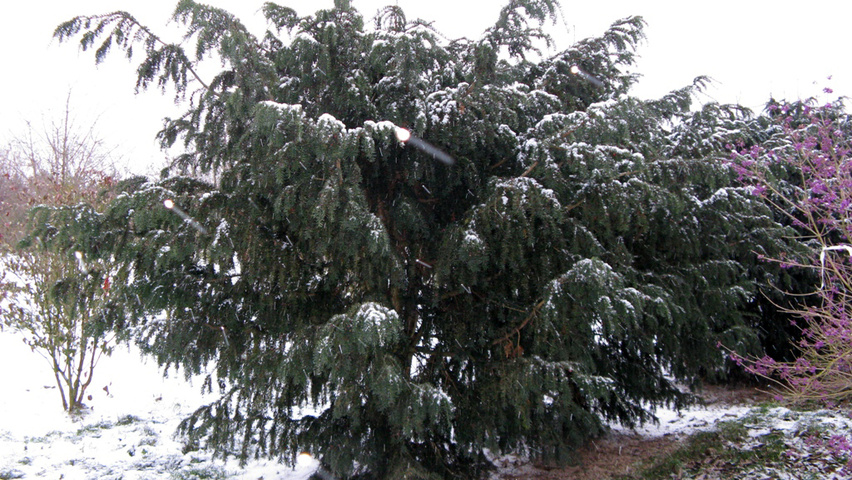 Taxus baccata 'Dovastoniana' Solitärgehölze