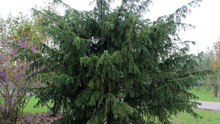 Taxus baccata 'Dovastoniana' Solitärgehölze