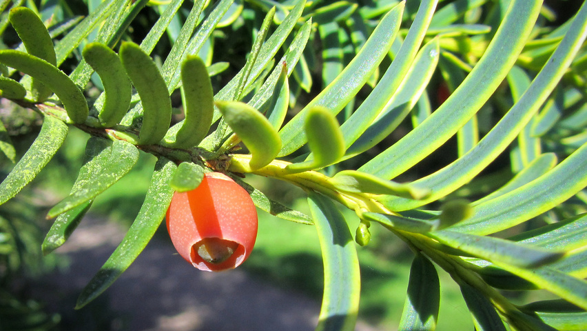 Taxus baccata 'Dovastonii Aurea' плоды