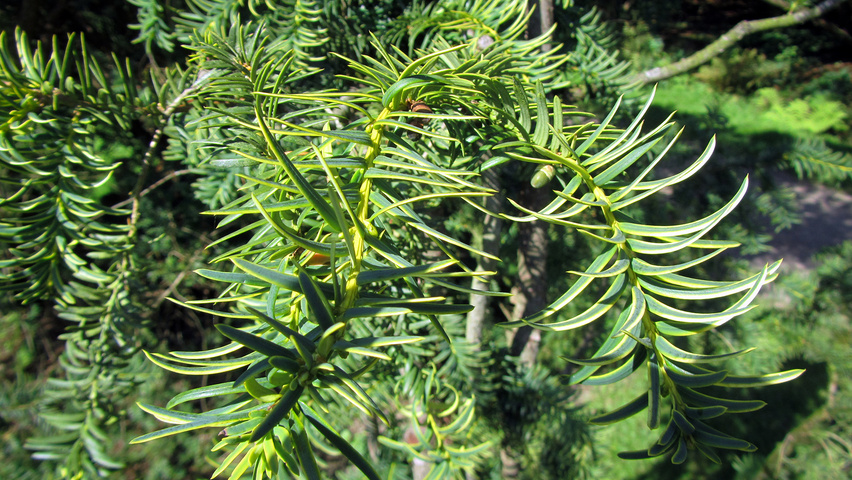 Taxus baccata 'Dovastonii Aurea' листья