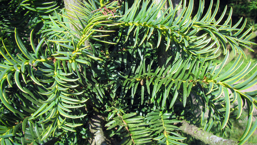 Taxus baccata 'Dovastonii Aurea' листья