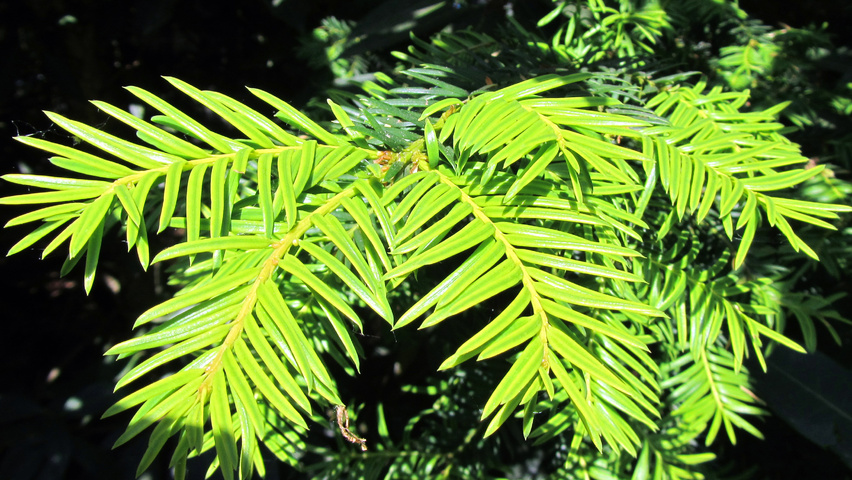 Taxus baccata 'Dovastonii Aurea' листья