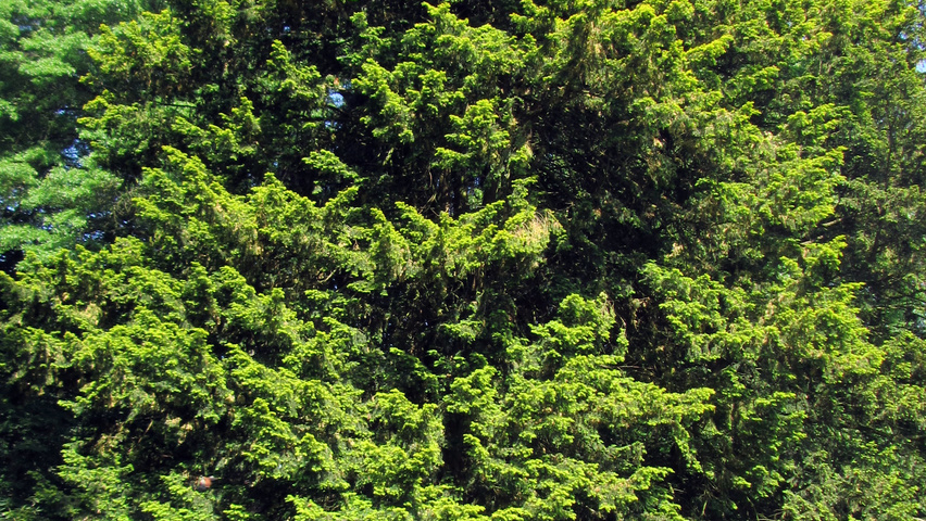 Taxus baccata 'Dovastonii Aurea' Многоствольные деревья