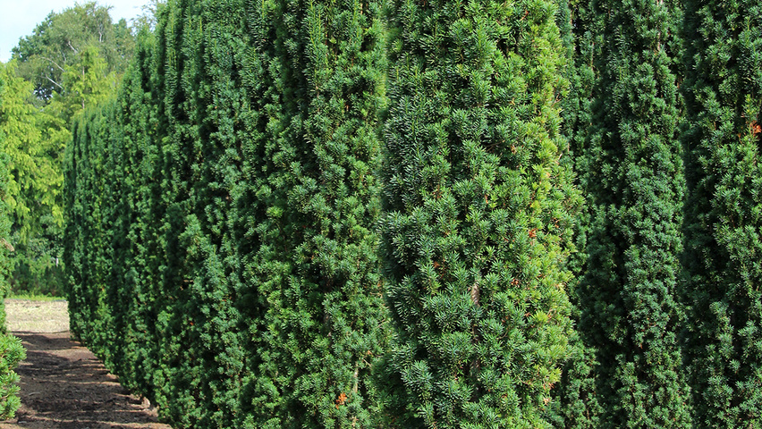Taxus baccata 'Fastigiata' Stammbüsche