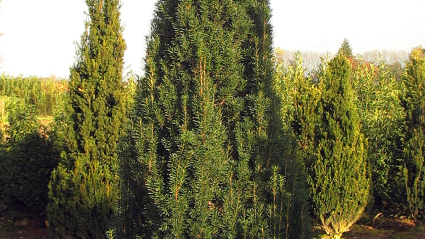 Taxus baccata 'Fastigiata' Stammbüsche
