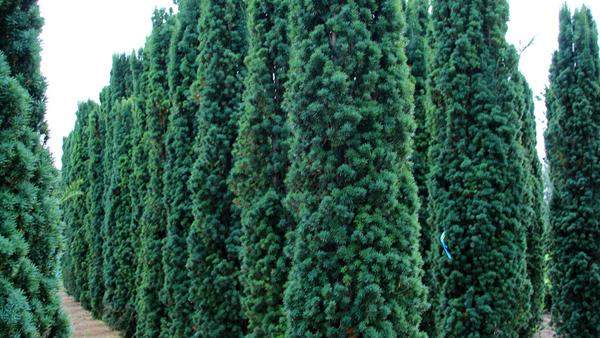 Taxus baccata 'Fastigiata' Stammbüsche