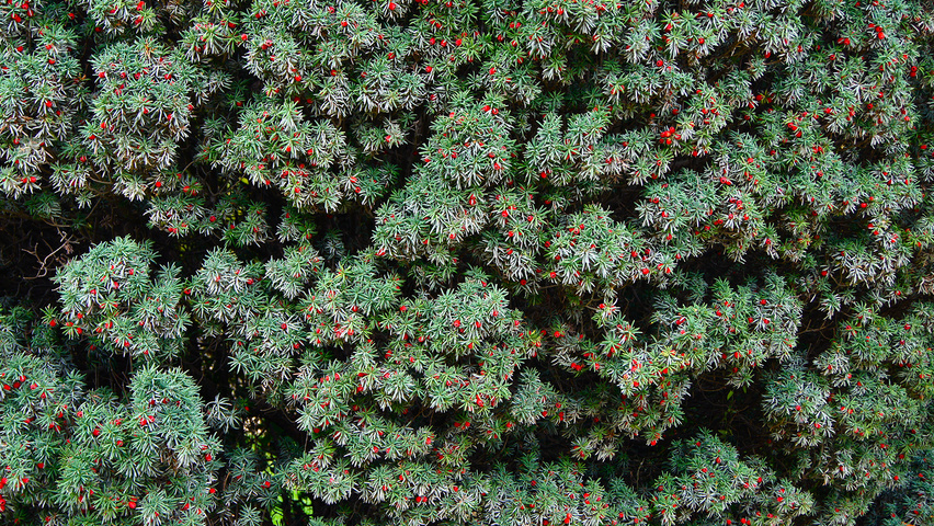 Taxus baccata 'Fastigiata' Blatt