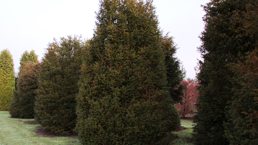 Taxus baccata Stammbüsche