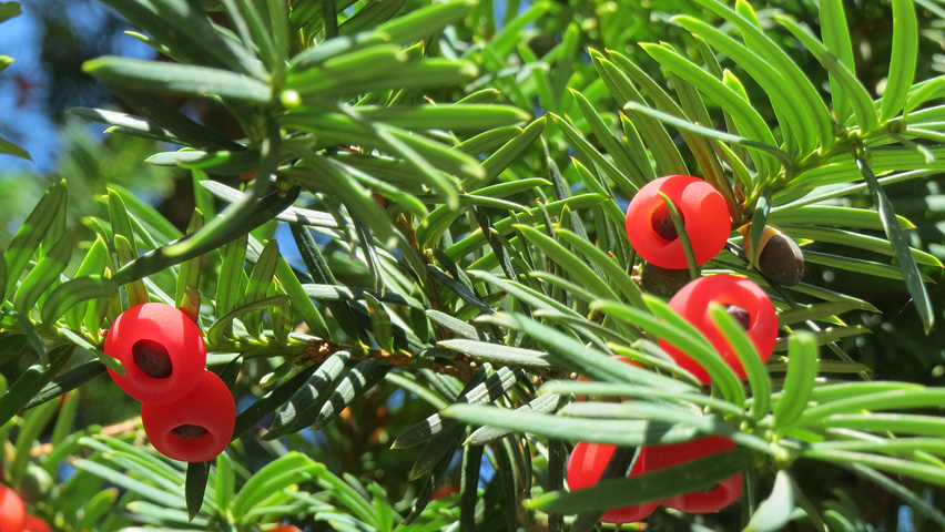 Taxus baccata Frucht