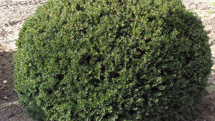 Taxus baccata Kugel