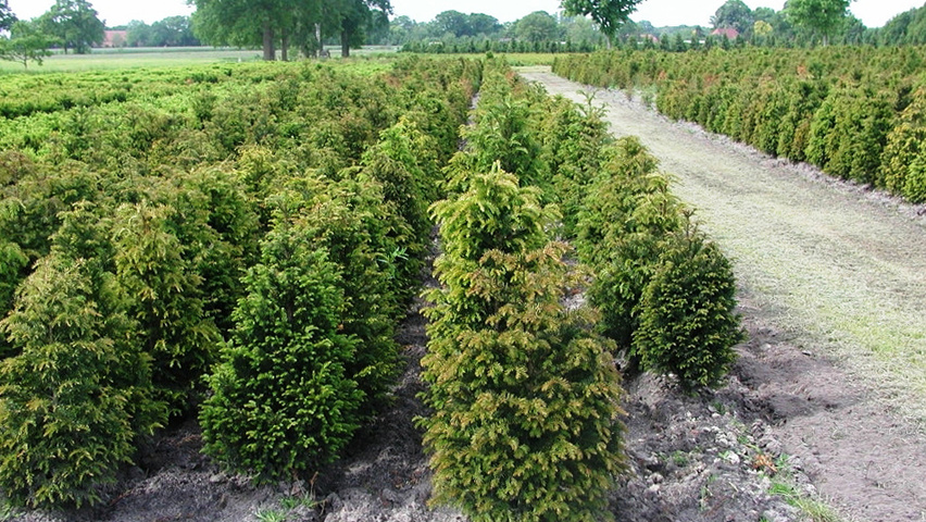 Taxus baccata Hecke