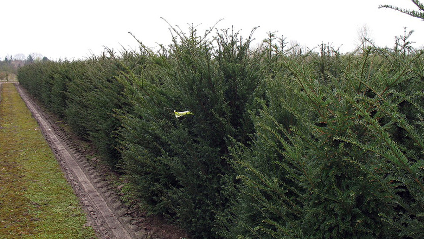 Taxus baccata Hecke