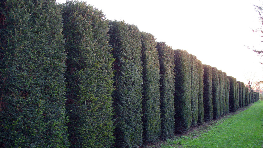 Taxus baccata Heckenelement