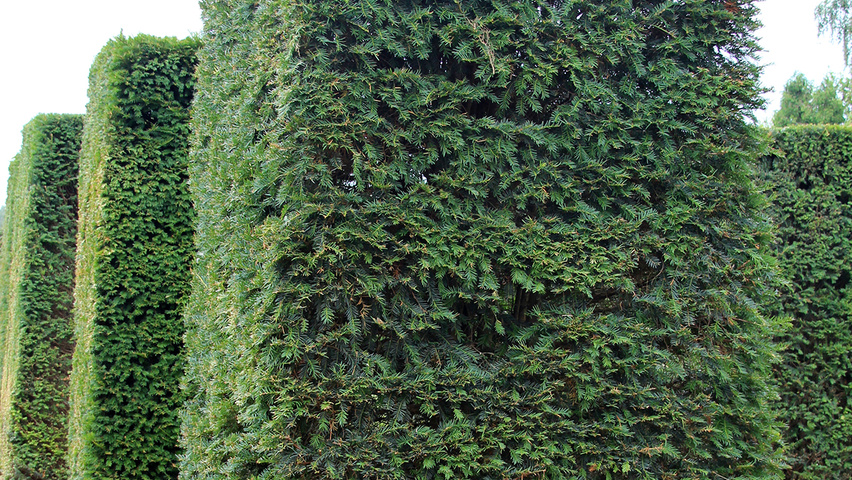 Taxus baccata Heckenelement