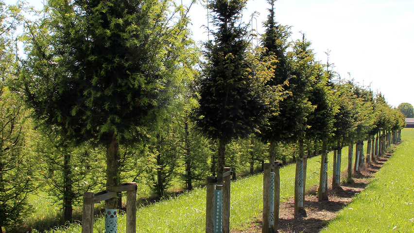Taxus baccata hochstämmig