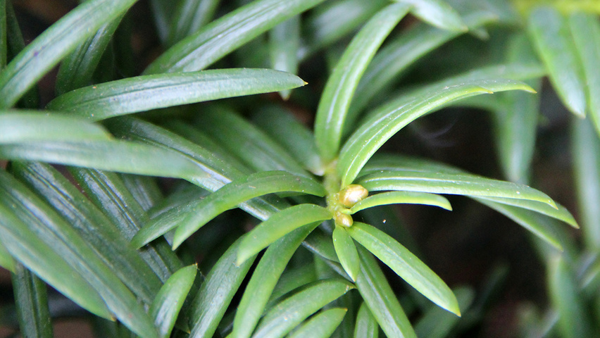 Taxus baccata Blatt