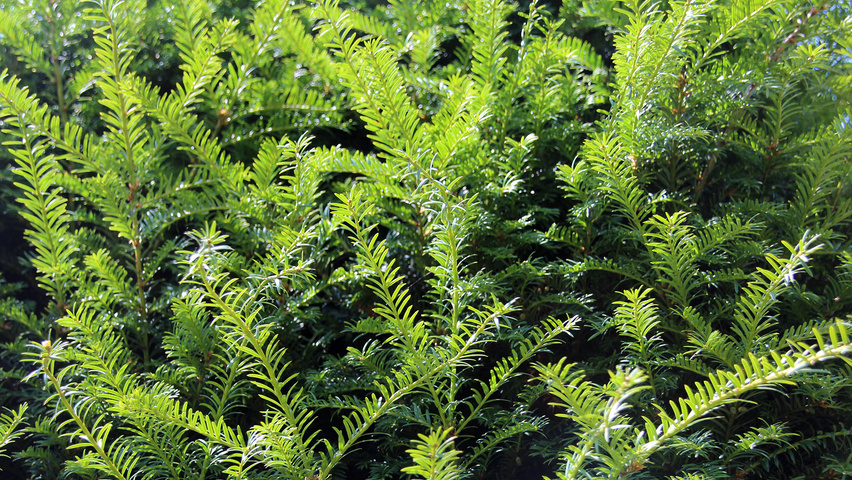 Taxus baccata Blatt