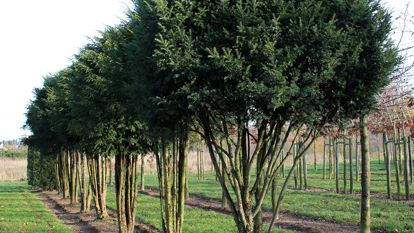 Taxus baccata mehrstämmige