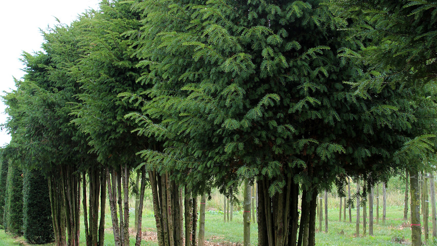 Taxus baccata mehrstämmige