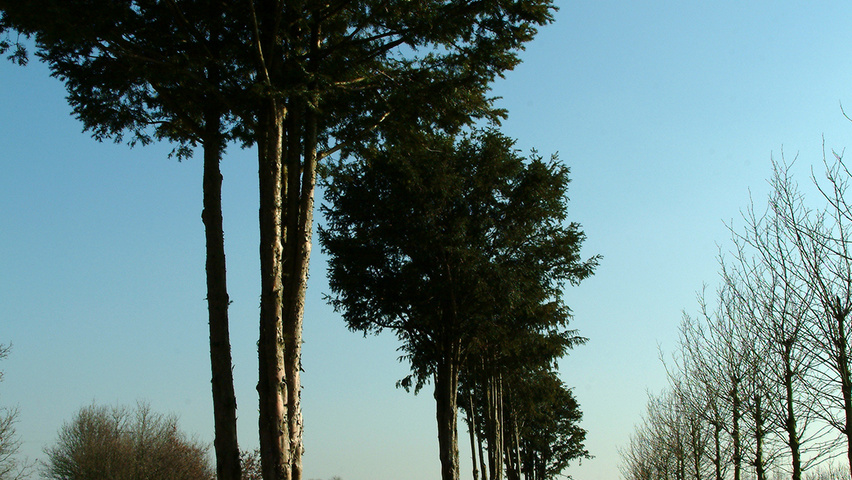 Taxus baccata mehrstämmige Schirmform