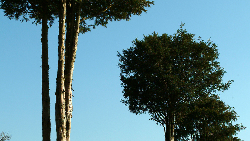 Taxus baccata mehrstämmige Schirmform