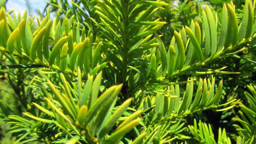 Taxus baccata 'Semperaurea' Feuilles