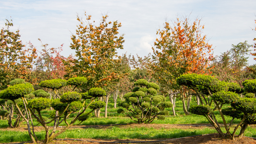 Taxus cuspidata bonsaï