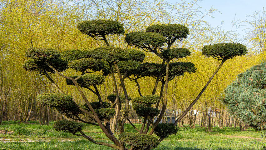 Taxus cuspidata bonsaï