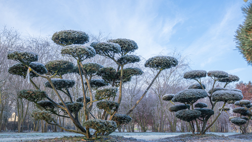 Taxus cuspidata bonsaï