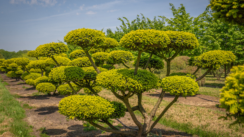Taxus cuspidata bonsaï
