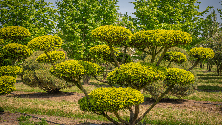 Taxus cuspidata bonsaï