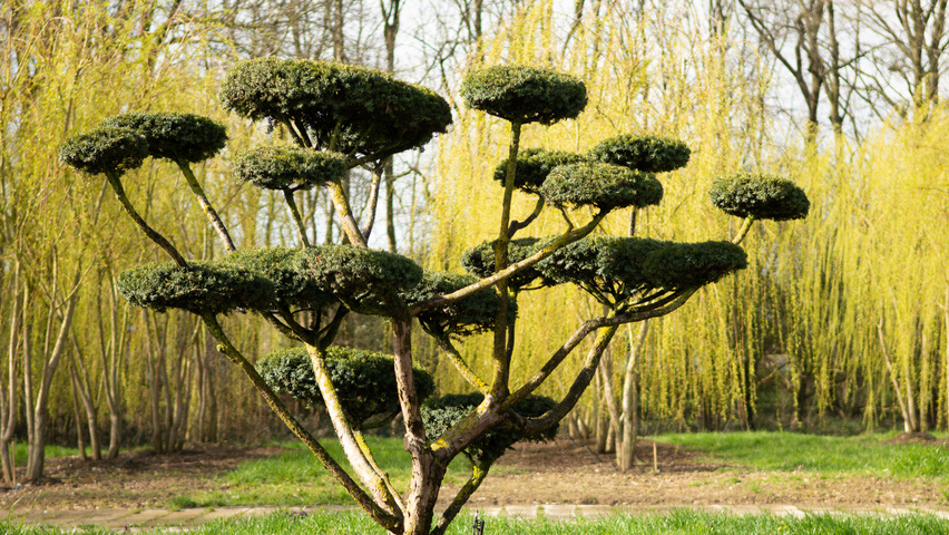 Taxus cuspidata bonsaï