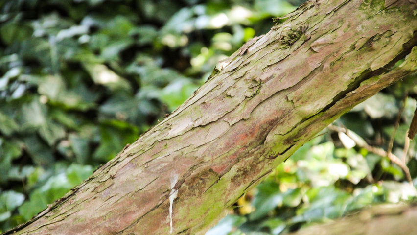 Taxus cuspidata f. nana bast