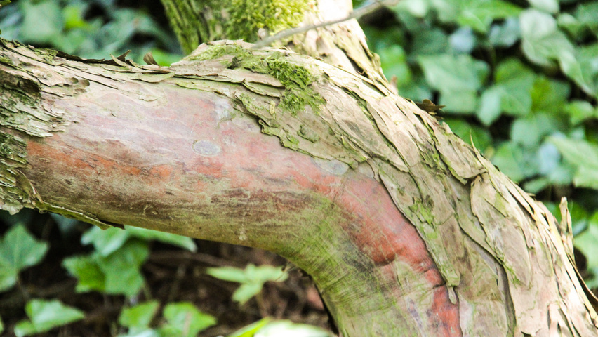 Taxus cuspidata f. nana bast
