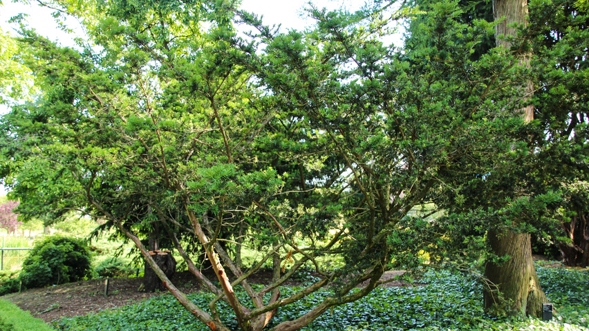 Taxus cuspidata f. nana karakteristiek