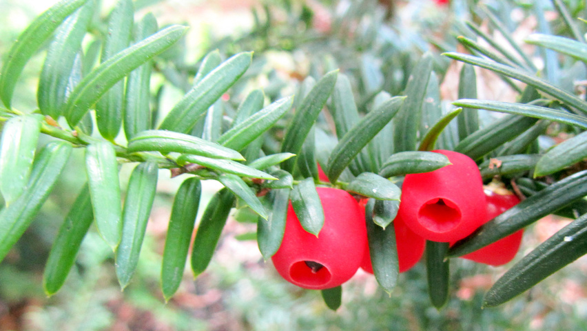 Taxus cuspidata f. nana vrucht
