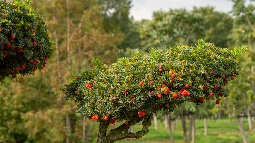 Taxus cuspidata fruits