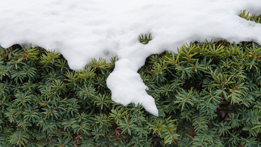 Taxus cuspidata Feuilles