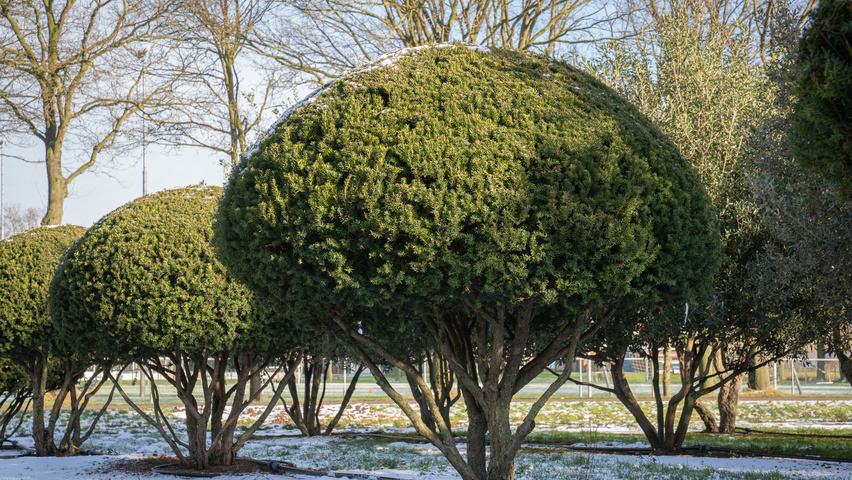 Taxus cuspidata multi-troncs