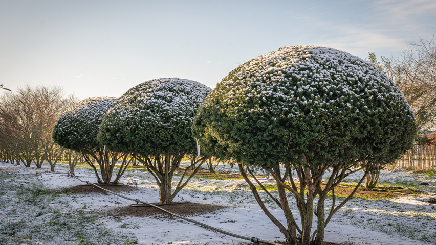 Taxus cuspidata multi-troncs