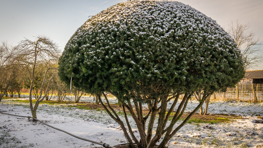 Taxus cuspidata multi-troncs